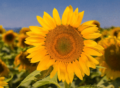 Sonnenblume in Sonnenblumenfeld vor blauem Hintergrund