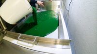 Spirulina Flüssigmasse wird aus Eimer gekippt zur Trocknung - Spirulina Algen Filtration